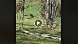 Cinghiali a Roma. è sempre peggio: adesso si avventurano anche di giorno nei parchi (video)