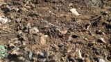 La Raggi più brava a trovare discariche sottoterra che a togliere rifiuti per strada