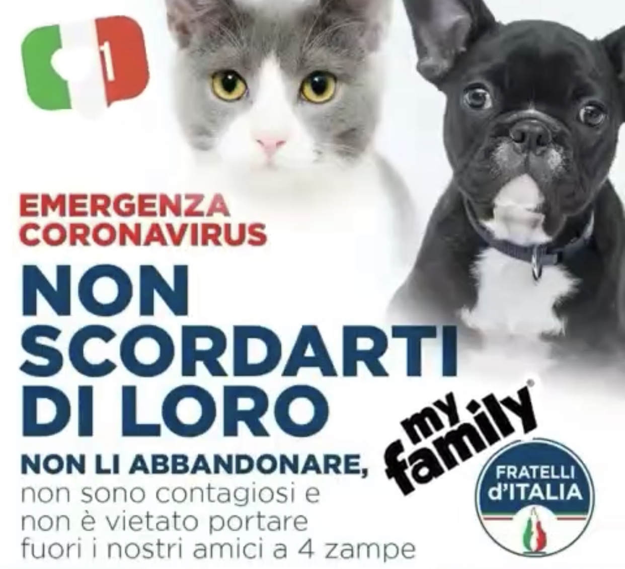 Video animali