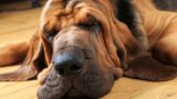 Tufello, cento dosi di cocaina nascosti nel peperoncino per sviare i cani