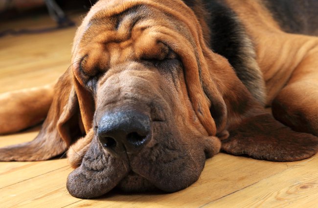 cocaina cani molecolari