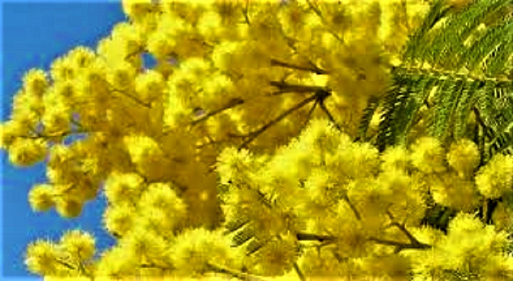 mimose