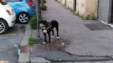 A passeggio con cane e droga per spacciare. Già liberi