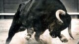 A Roma come alla corrida. Toro inferocito riduce operaio in fin di vita