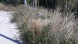 Prenestina bis, erbacce e degrado. Raggi dove sei? (video)