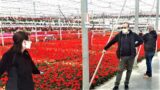 Floricoltura, milioni di piante al macero. E la Regione stanzia pochi spiccioli (video)
