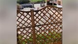 Immigrati giocano a pallone per strada e ci mettono tutti a rischio (video)