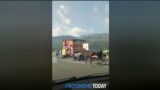 Follia a Sora: corsa di cavalli clandestina organizzata da rom (video)