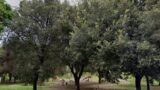 Torna la luce al Parco Papacci. Nonostante l’amministrazione