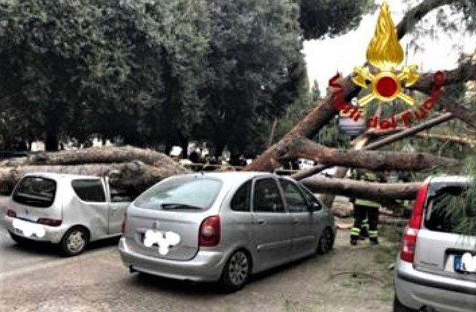 pini di roma