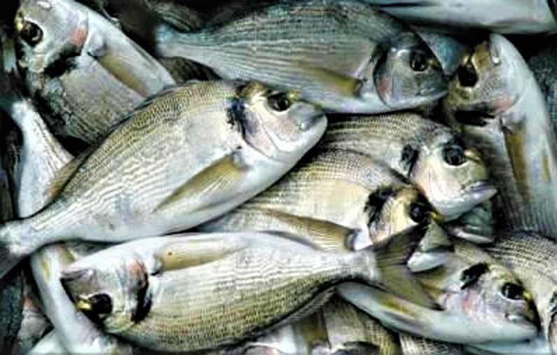 pesce fresco (2)