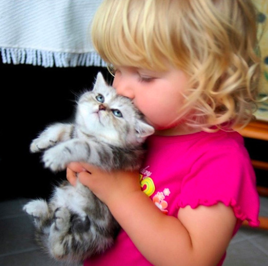 cani, gatti covid