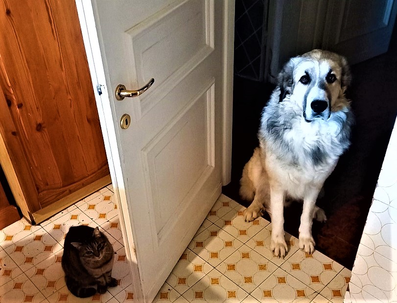 cani e gatti