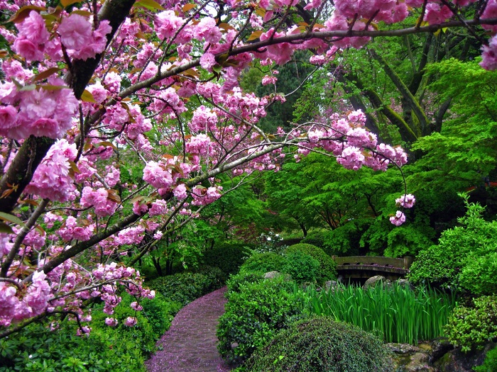 orto botanico roma roseto
