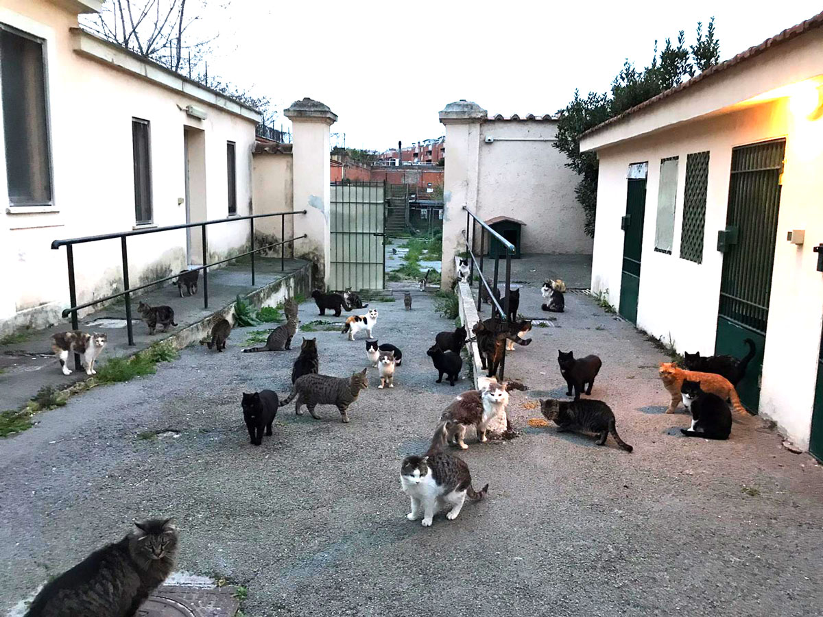 Oasi feline al posto dei campi rom. La proposta shock degli animalisti contro la Raggi