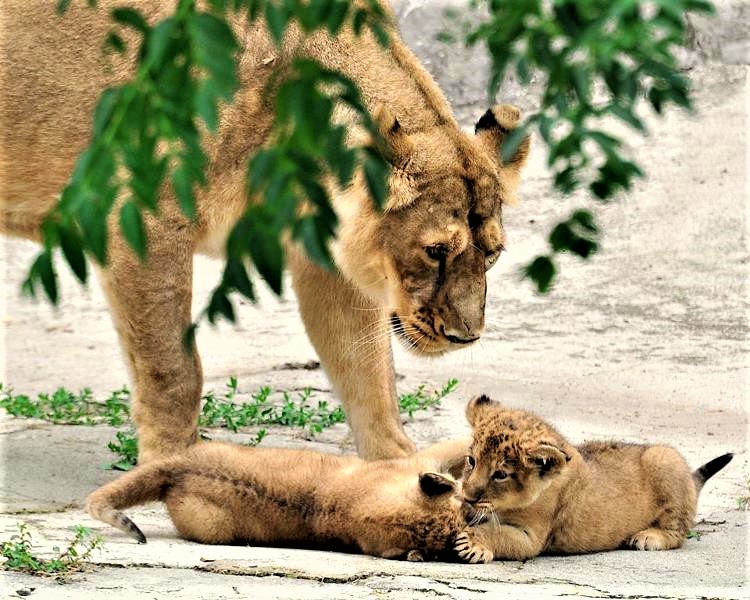 bioparco roma (2)