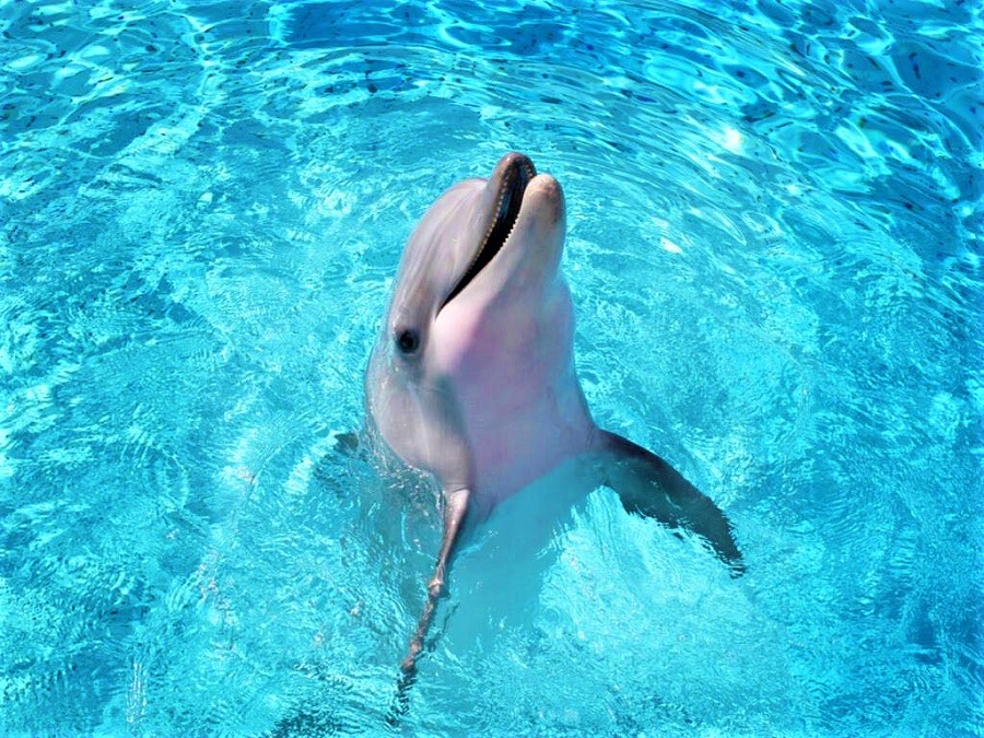 parchi acquatici (2)