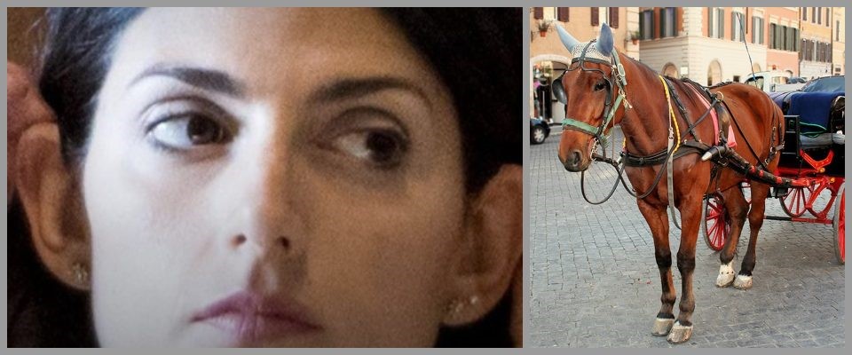 raggi animali