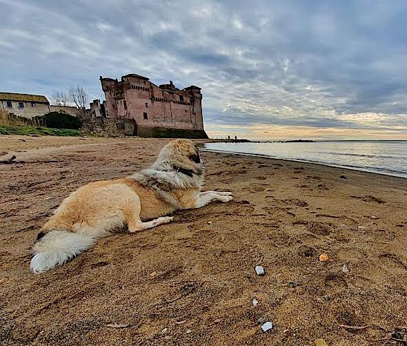 cani stagione balneare