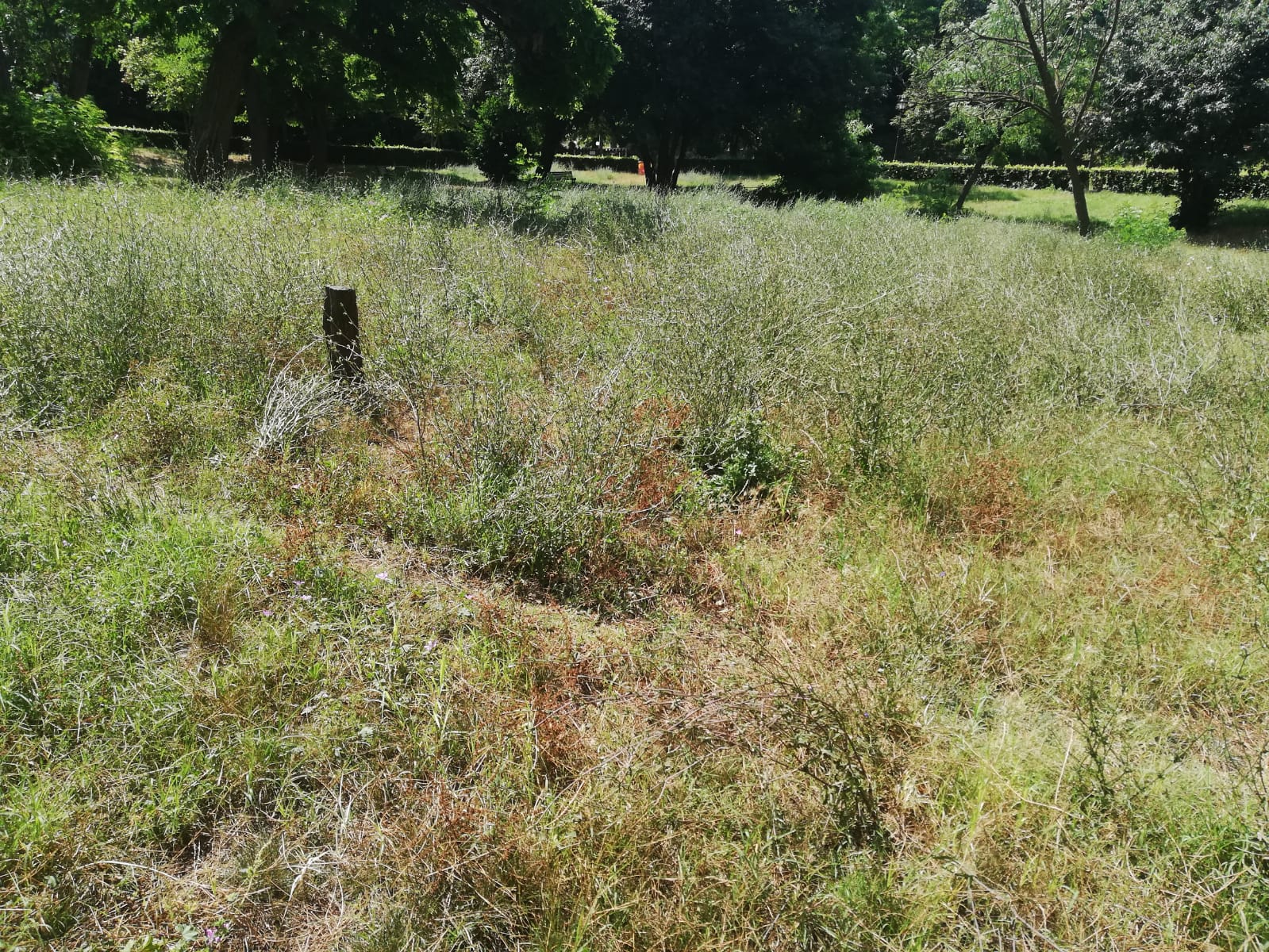 Il verde pubblico a Roma e’ un pianto. E neanche usano i soldi che ci sono