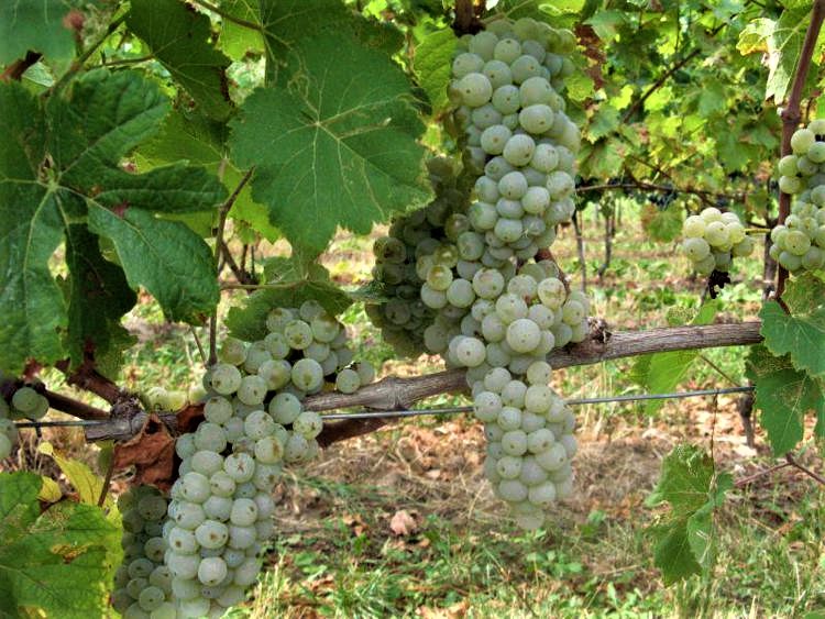 vendemmia maltempo (2)