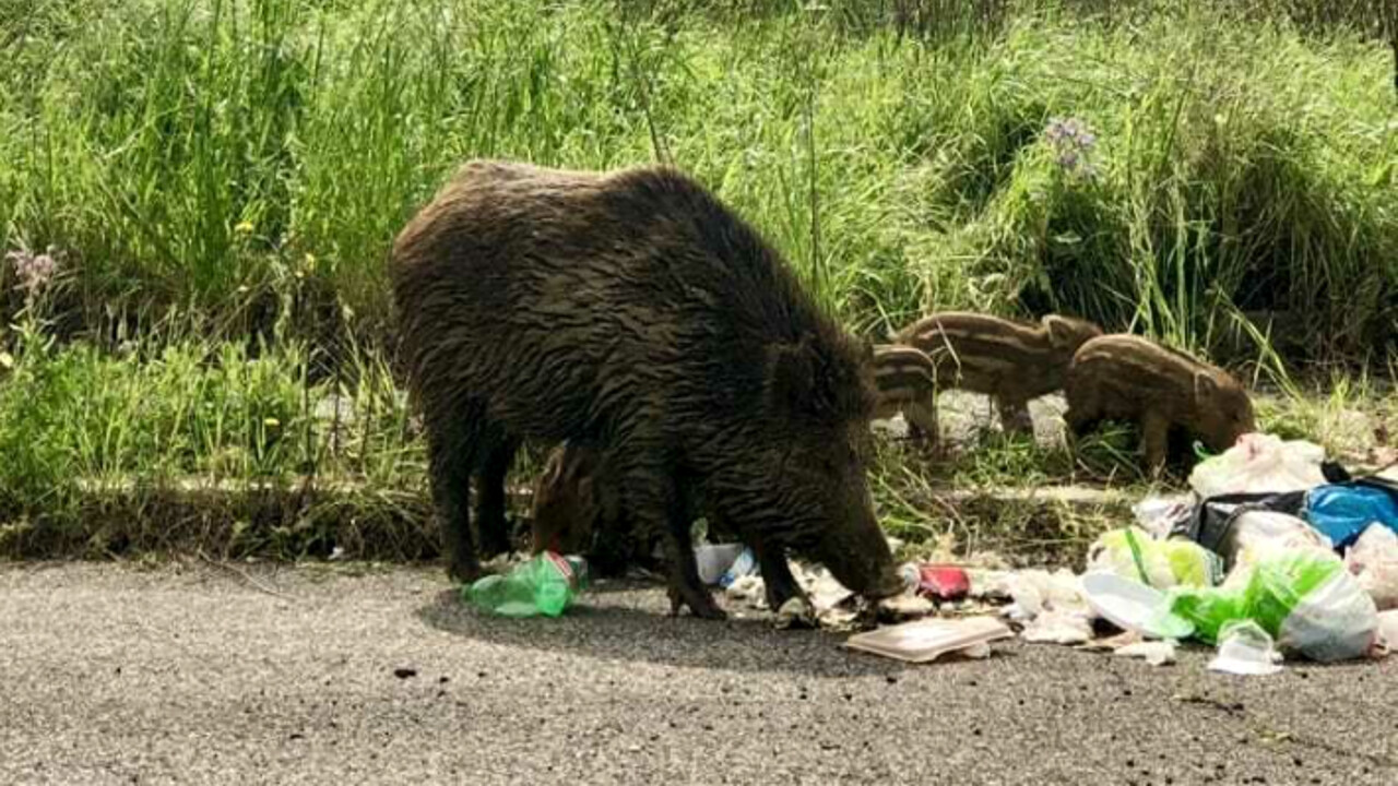 Cinghiali, ancora polemiche e accuse. Ma Roma non può essere uno zoo a cielo aperto