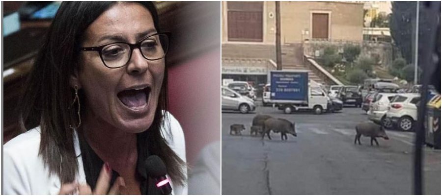 Saltamartini boccia l’indecente rimpallo sui cinghiali: “Da Raggi e Zingaretti un gioco delle parti”