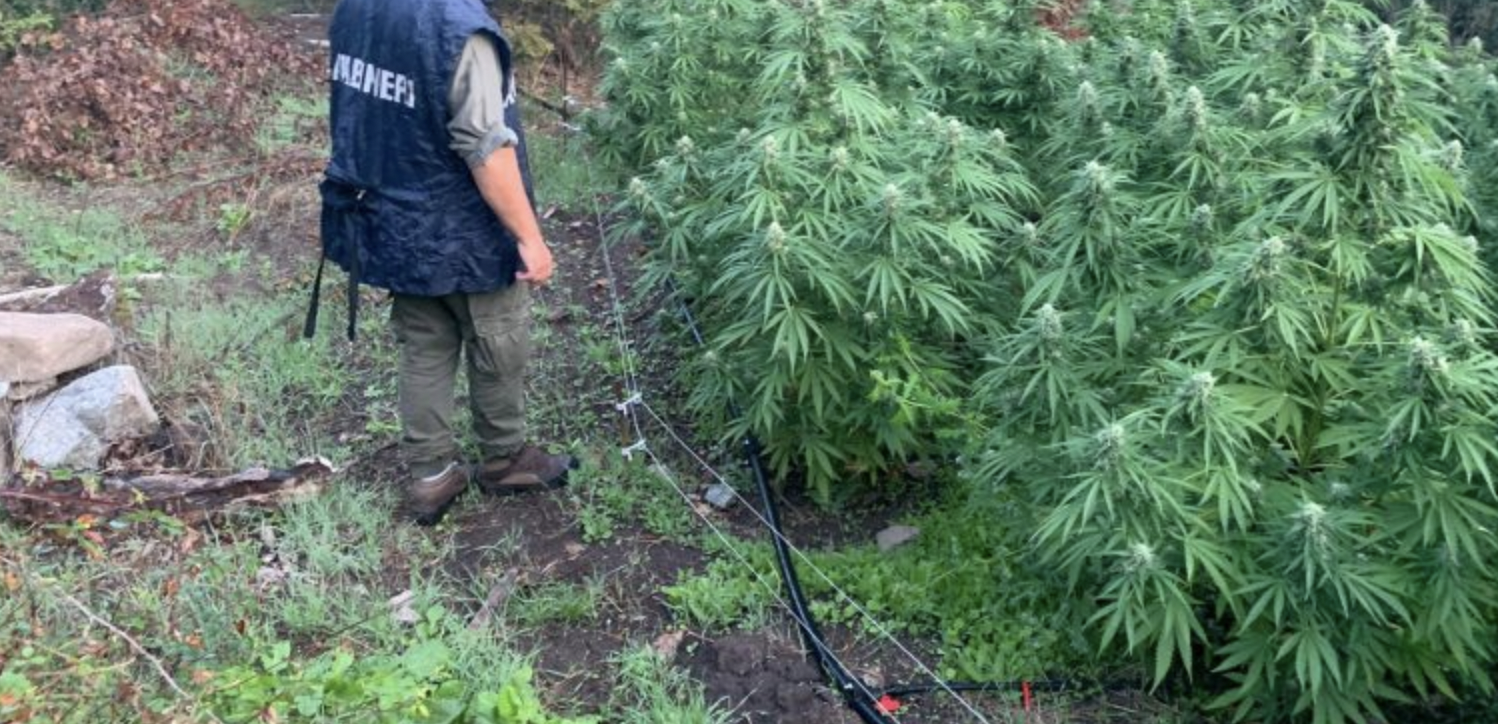 marijuana, piantagione