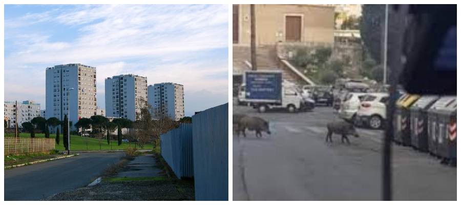 Salvini: “Oggi a Roma la raccolta differenziata la fanno i cinghiali”