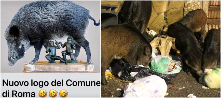 Roma invasa dai cinghiali: ora è scaricabarile tra Raggi e Zingaretti