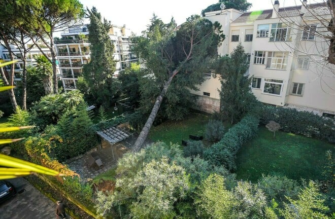 Albero crollato a via Vaccari, tanta paura ma nessun ferito