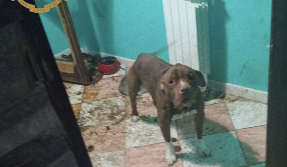 pitbull