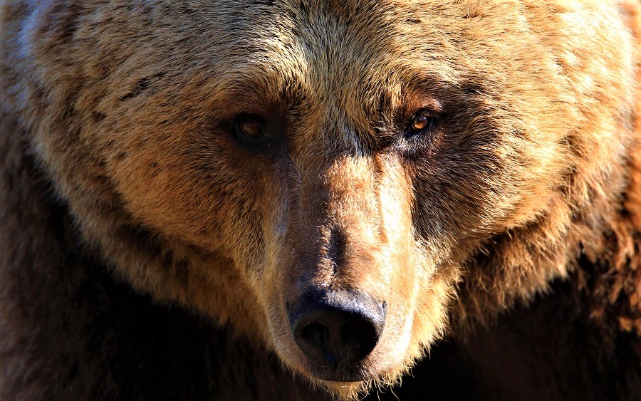 orso bruno (2)