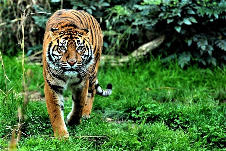 Malgrado la pandemia il Bioparco di Roma chiude con un bilancio positivo. E per Natale…