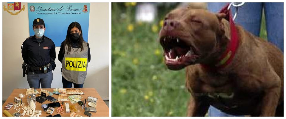 pitbull