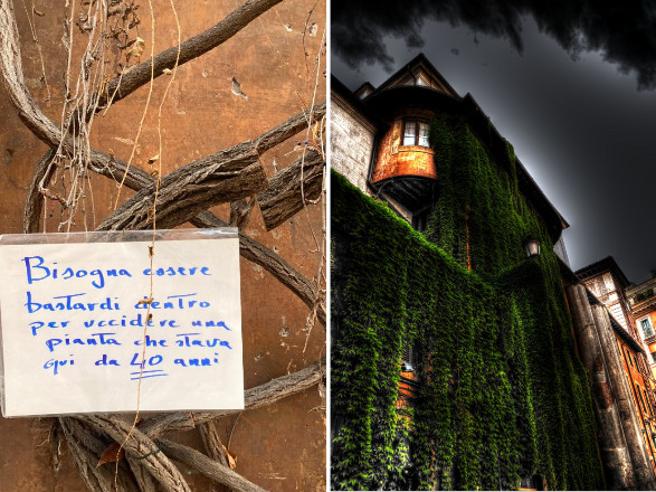 Vergogna, tagliata con un frullino la vite rampicante in Piazza S. Eustachio