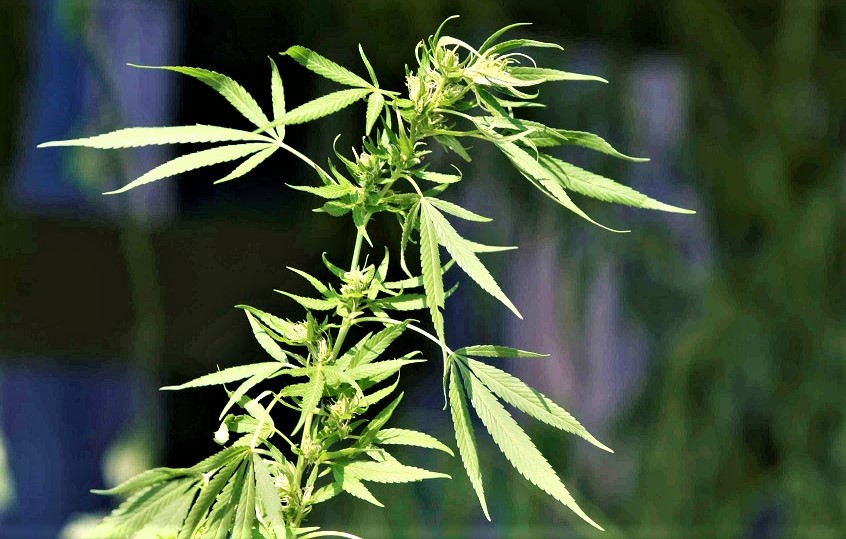 Frosinone, gigantesca serra di cannabis scoperta alla polizia. Valore, 5 milioni di euro