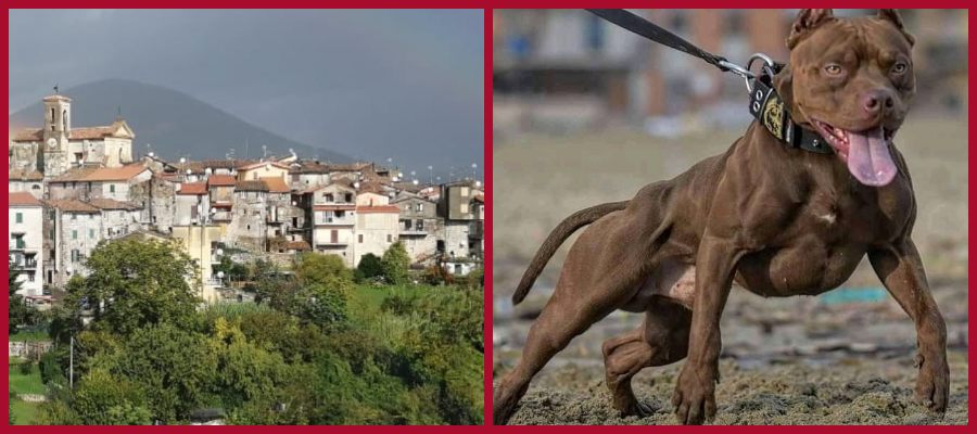 pitbull a Montelanico