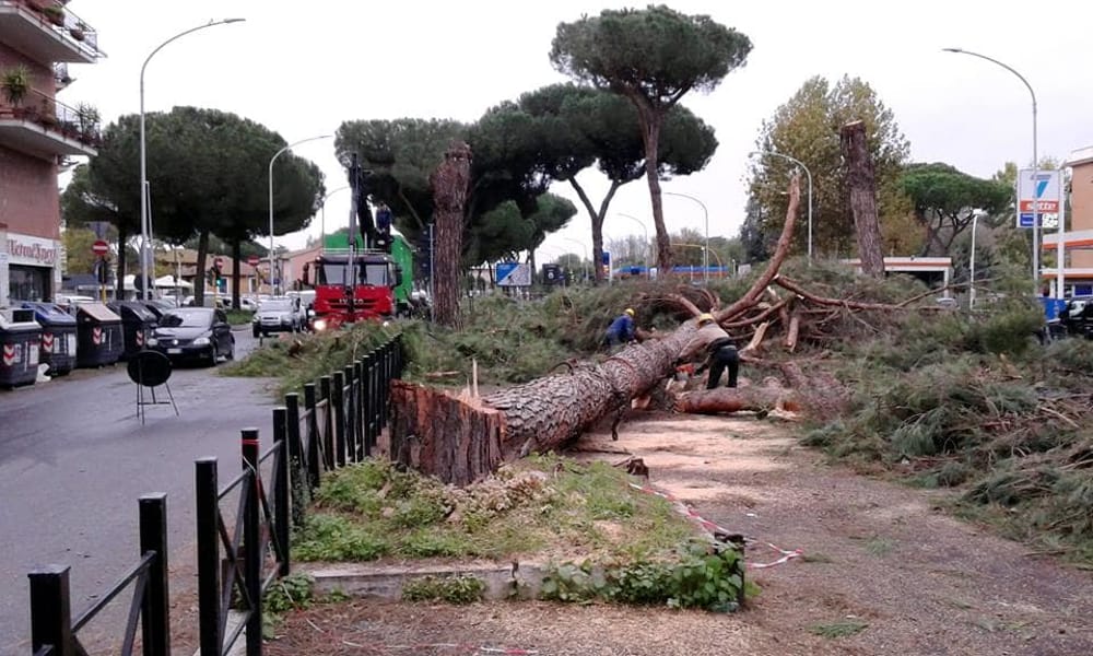 Pini di Roma, riparte l’allarme sulle potature. E le associazioni scrivono al sindaco