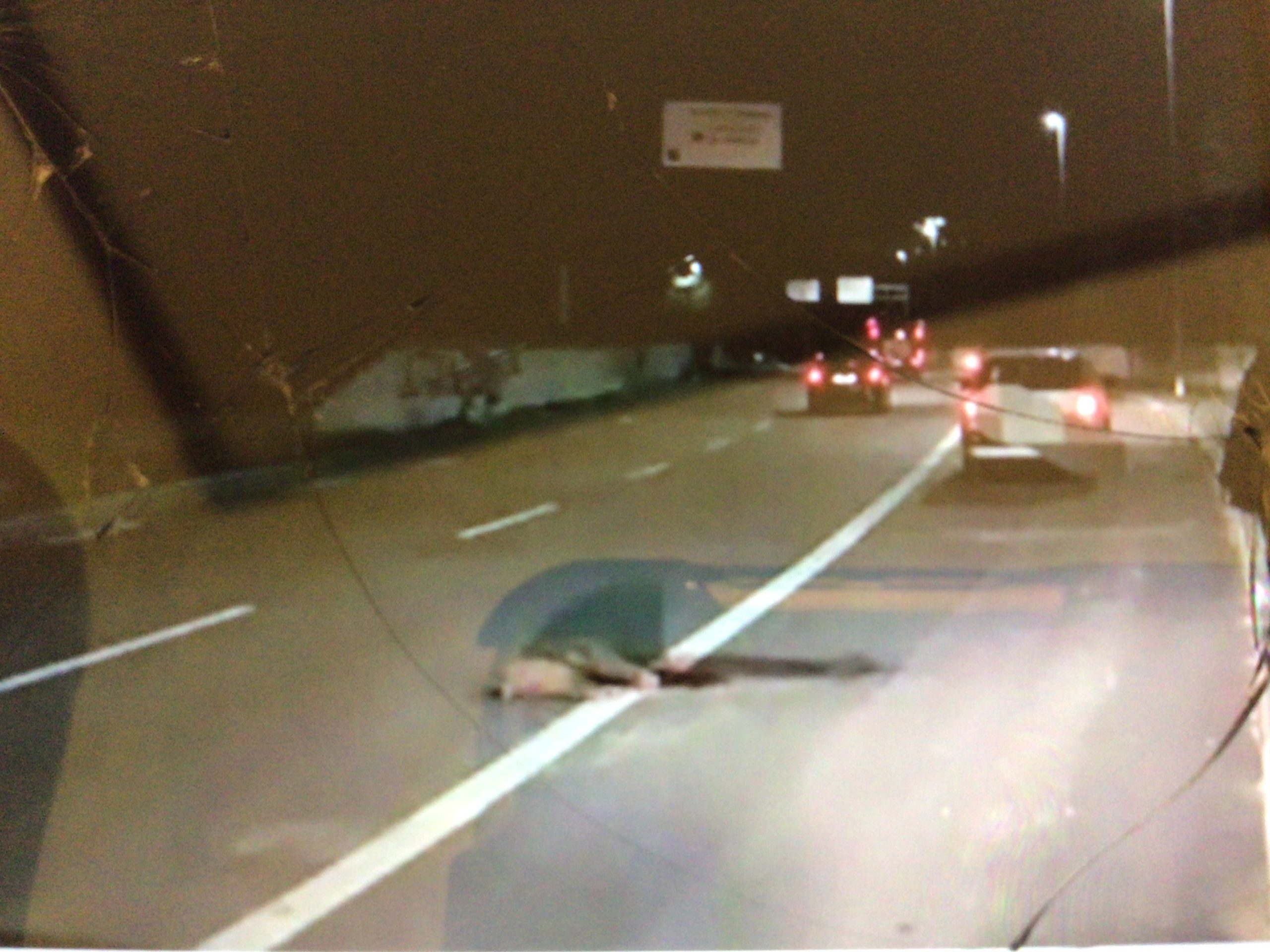 Panico al nuovo Salario, cinghiale attraversa la strada e si schianta contro un’auto