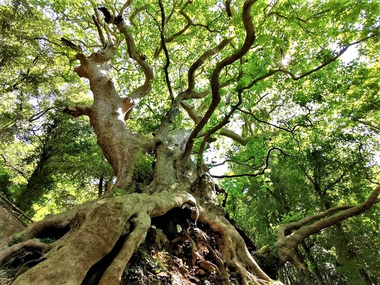 alberi stima scientifica (2)