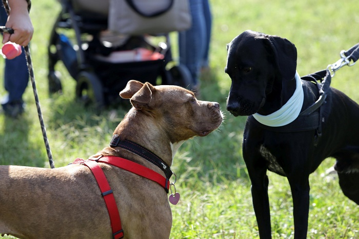 La Lega propone di istituire l’albo professionale per i dog sitter: sono decine di migliaia
