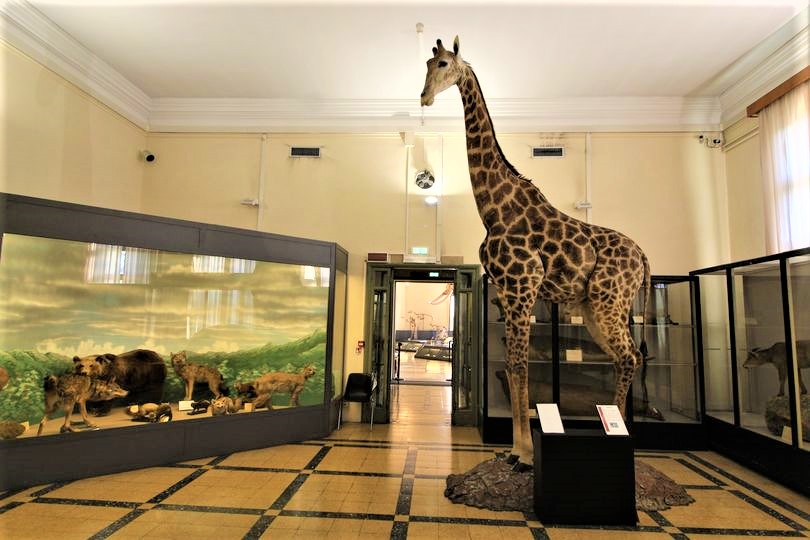 “La Via delle Api” al Museo di Zoologia a Roma: dal 4 febbraio viaggio all’interno di un alveare