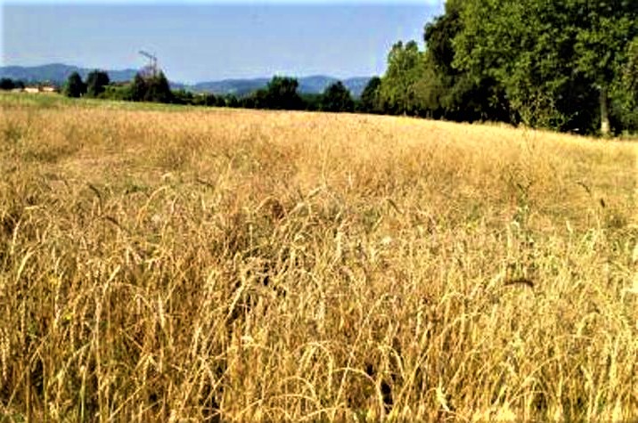 Non solo petrolio e gas, la guerra causa anche l’impennata del prezzi del grano