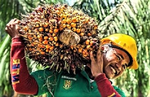 olio di palma (2)