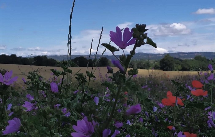 floracult fiori (2)