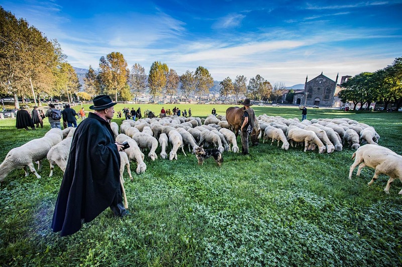 Pasqua, 4 italiani su 10 porteranno in tavola l’agnello: sostenendo i 60mila pastori italiani