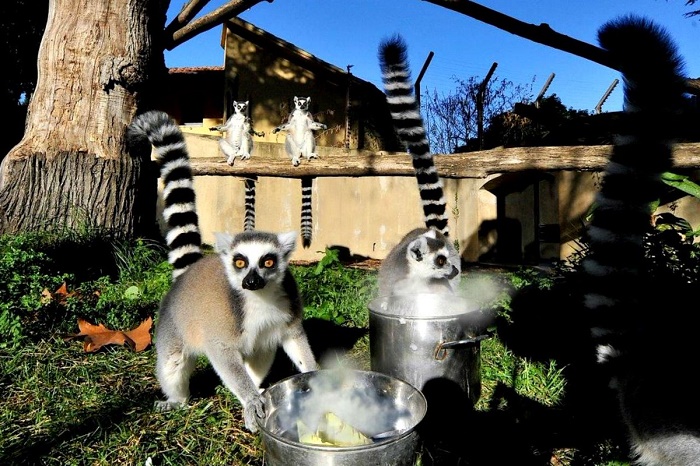bioparco roma