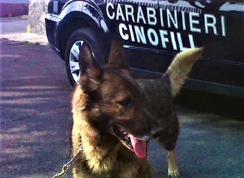cane carabinieri (2)