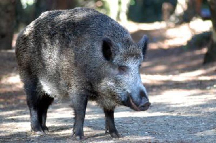 cinghiale a roma